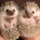 Illustration for article titled Hedgehogs and Foxes: Who Ya Got?